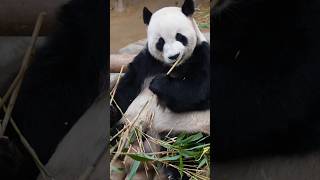 입덕직캠 러바오 직캠 4K 웬일로 바르게 앉아서 식사를 Le Bao Fancam