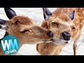 ¡Top 10 Maneras En Las Que Los ANIMALES Se CUIDAN ENTRE SI!