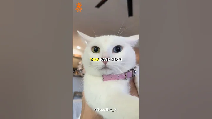 Video 9638591: eyes white cat, cat eye colors, manee cat, rare breed