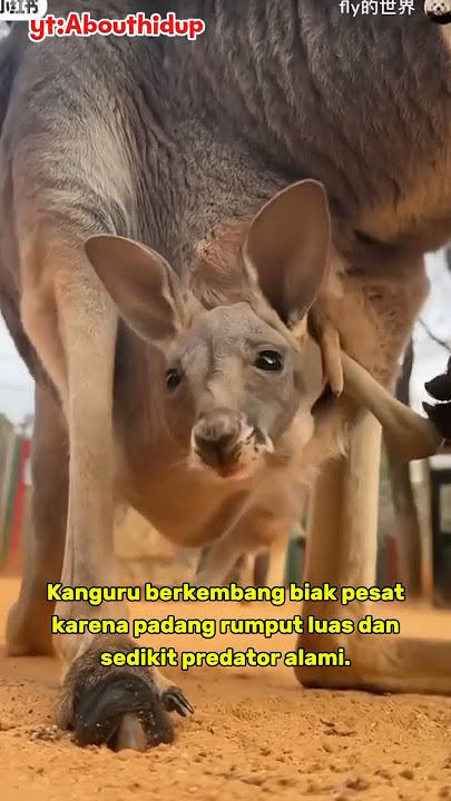Mitos atau Fakta: Benarkah Kanguru Menguasai Australia? #kanguru #faktamenarik