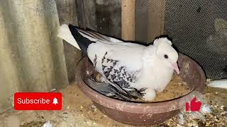 Why The Saxon Fairy Swallow Pigeon Is The Rare Beauty You Need To See