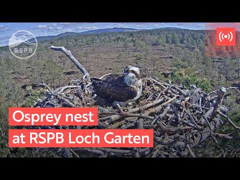RSPB Loch Garten Osprey Cam live stream preview