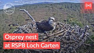 Osprey nest camera | RSPB live nature cameras