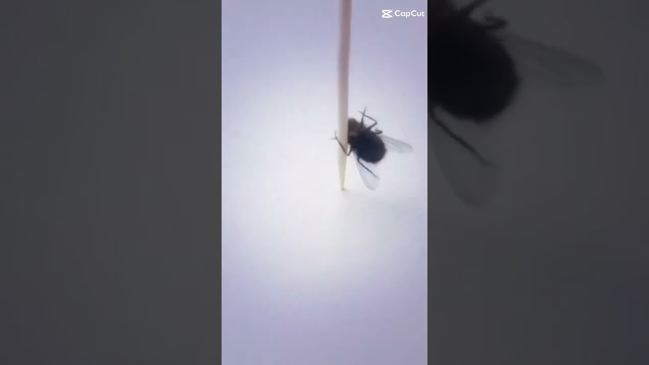 suave fly (template)