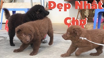 Gặp Đàn Hmong Cộc và Bắc Hà Xù Đẹp Nhất Chợ Bắc Hà | Cu Hải Chó Bản Địa Việt Nam