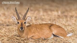 African Reedbuck Facts Horns, Whistle Alarms & Habitat Science
Ever wondered what happens when an antelope hears danger before anyone else? Meet the African Reedbuck, the unsung Hero of the Grasslands! 🌾
These fascinating creatures aren’t just master camouflage artists—they carry a built-in alarm system! When predators like lions or leopards approach, the Reedbuck lets out a piercing, bird-like whistle sound using specialized air sacs in their nose. This whistle instantly alerts the entire herd and nearby animals, making them the ultimate savanna security system.
Beyond their famous whistle, male Reedbucks sport impressive, forward-curving horns designed for defense and dominance battles. They thrive near water-rich habitats, damp tall grasslands, and reed beds—environments that give them both nutrition and lush cover from hunting carnivores.
In this short deep dive into African wildlife, explore how habitat science, distinct vocalizations, and sharp evolutionary traits keep the Reedbuck thriving in the wild!
⚠️Link to the article👉:
https://www.kenyawildparks.com/facts-about-the-reedbuck/
⚠️ Start Planning Your Trip to Kenya👉:
https://www.kenyawildparks.com/contact-us/
⚠️Join this channel to get access to perks:
https://www.youtube.com/channel/UCpDfYflJJJp5zLW9Q2adZqw/join
👨💻 Follow Us:
► Official Site: https://www.kenyawildparks.com/
► Facebook: https://www.facebook.com/kenyawildparks/
► Instagram: https://www.instagram.com/kenyawildparks/
► TikTok: https://www.tiktok.com/@kenyawildparks
► Pinterest: https://www.pinterest.com/kenyawildparks/
All materials in these videos are used for educational purposes and fall within the guidelines of fair use. No copyright infringement intended. If you are or represent the copyright owner of materials used in this video and have a problem with the use of said material, please send us an email, at sales@kenyawildparks.com, and we can sort it out. African Reedbuck Facts Horns, Whistle Alarms & Habitat Science
