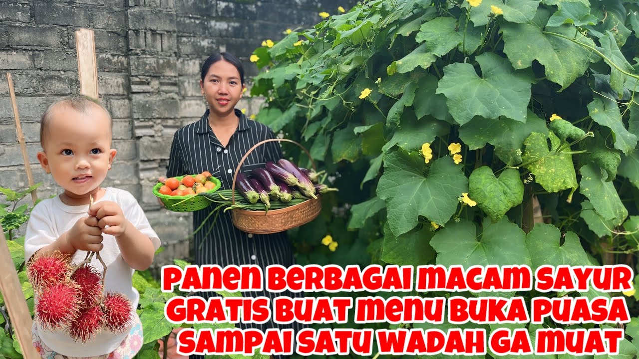 PANEN BERBAGAI MACAM SAYUR BUAT MASAK MENU BUKA PUASA SAMPAI SATU WADAH NGGAK MUAT