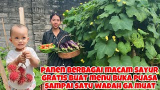 Harvesting Various Vegetables For Breakfast Menu Until One Container Cannot Fill