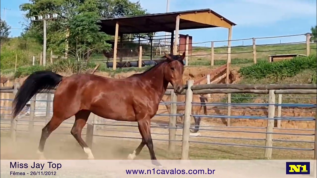 Miss Jay Top - égua quarto de milha a venda filha de TOPFLIGHT RED BOY