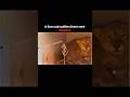 The greatest friendship of lion cub and dog #youtube #video #viral #shorts