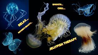 Jellyfish Therapy   A Soothing View Of Many Types Of Jellyfish