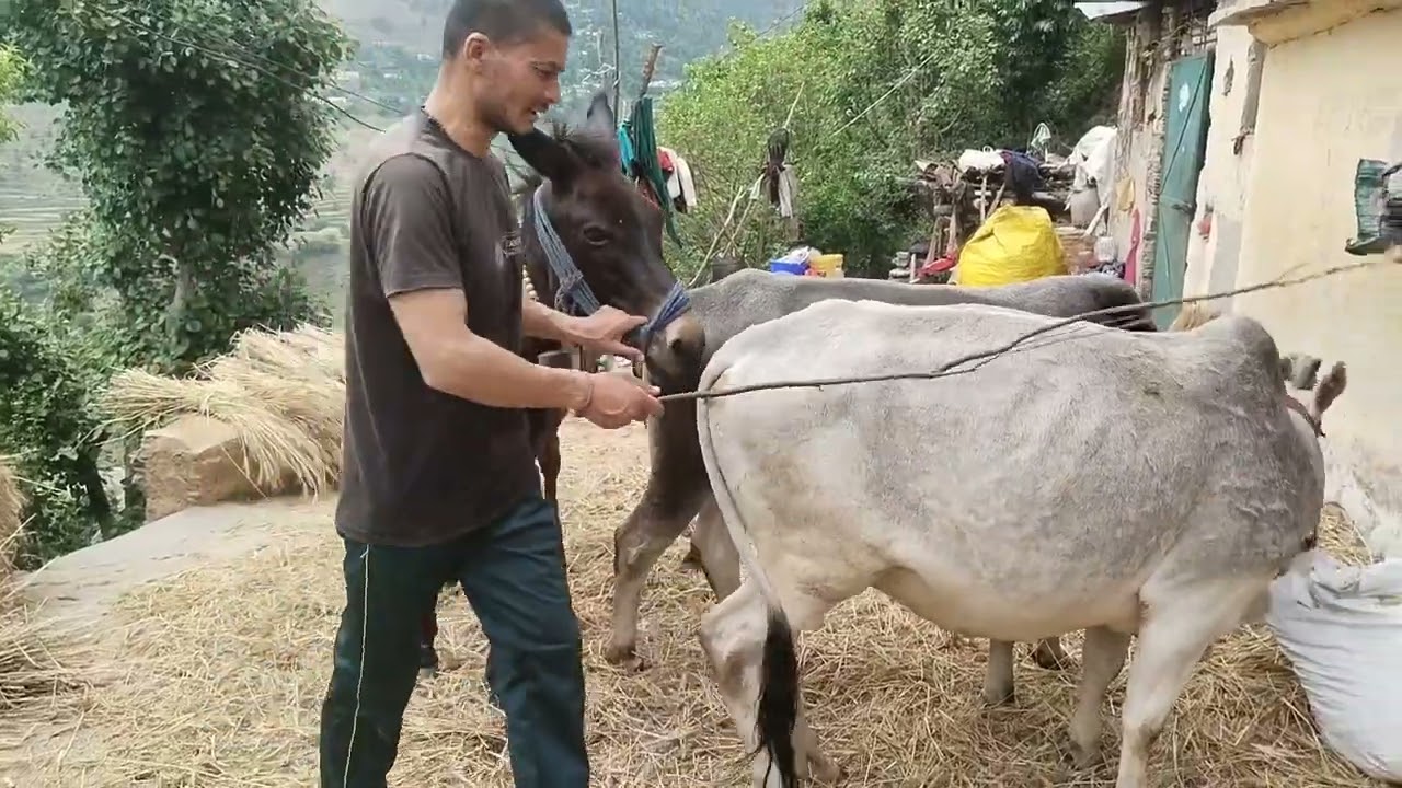हमारे घर के आगे आया बहुत भयंकर सांप 🪱🪱🪱🪱🕴🏻🕴🏻👋👋🙏🙏👍👍