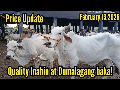 Price Update! February 13,2026! Inahin at Dumalagang baka # ...