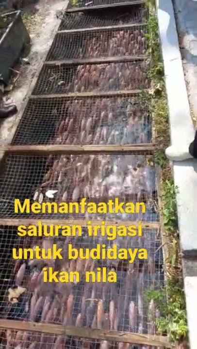 Budidaya Ikan Nila Di Saluran Irigasi