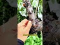 第723集:在野外的樹上,發現一坨黏糊糊的東西,千萬不要著急將它扔掉#有趣的冷知識 #科普一下 #奇聞趣事