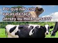 Por que não crio vacas da raça Jersey ou Holandesa???