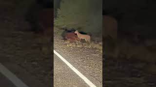 Sorprendieron a un puma mientras se alimentaba de un caballo atropellado en San Juan