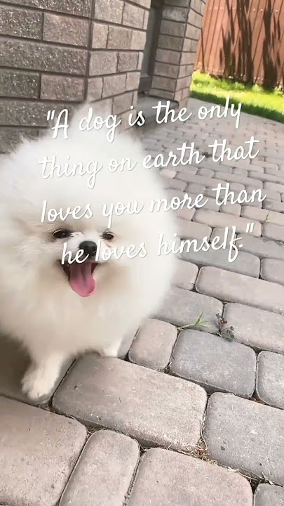 Love is a WET NOSE and a HAPPY TAIL 🐕.  #unconditionallove #doglover #furparents #shortvideo