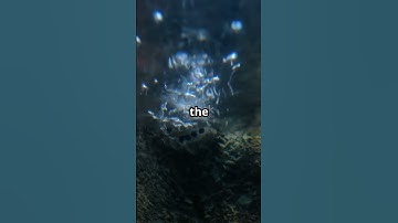 Thermocline  The Ocean