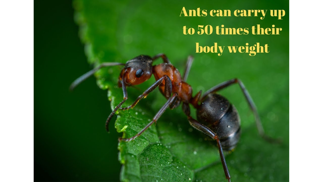 Ant Secrets: The Weirdest and Most Incredible Ant Behaviors!