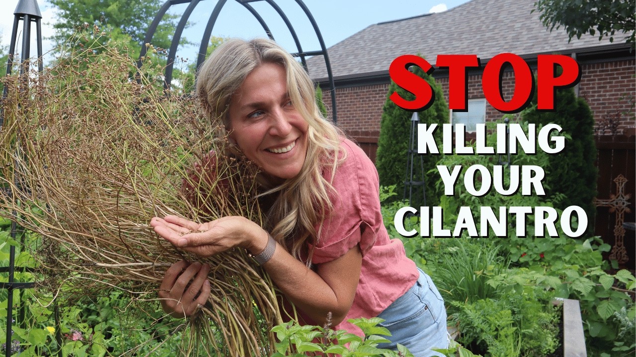 How to Grow Cilantro So You Have It Forever