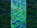🐠 Colorful Ocean Life You Need to See 😍 #viral #ocean #shortvideo #fish #trending #marinelife #feed