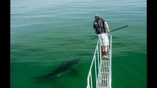 Tracking Cape Cod White Sharks with Greg Skomal