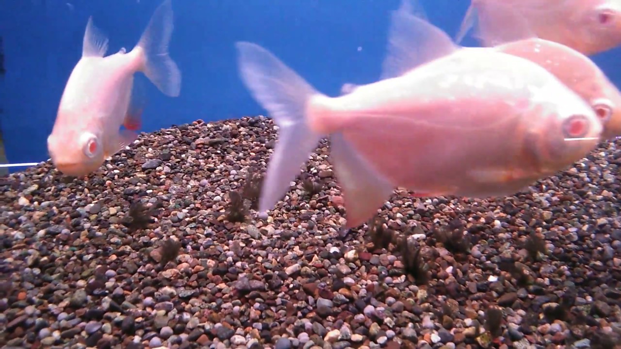 熱帯魚動画図鑑 アルビノコロソマ Youtube 熱帯魚動画図鑑 アルビノコロソマ Youtube