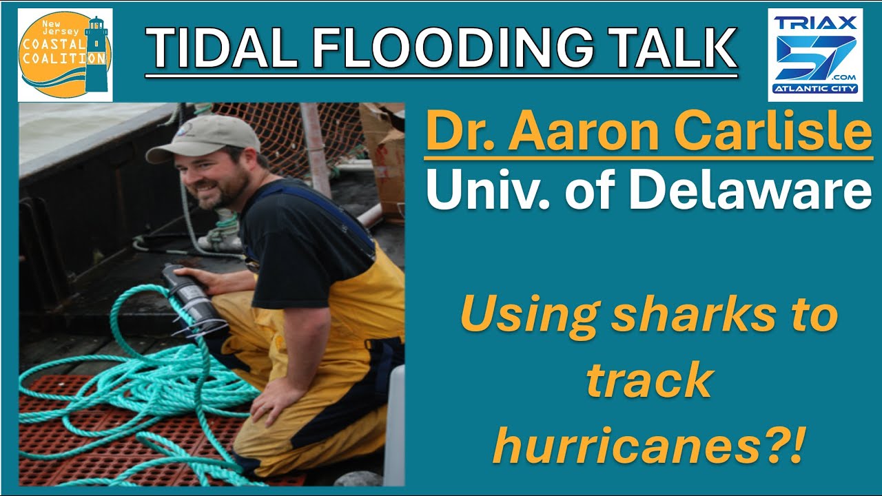 How sharks are being used to track hurricanes | Tidal Flooding Talk 10 ...
