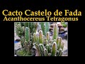 Cacto castelo de fada - Acanthocereus tetragonus