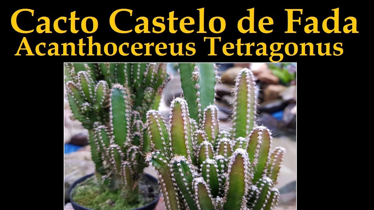 Cacto castelo de fada - Acanthocereus tetragonus - thptnganamst.edu.vn