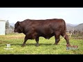 Santa Select Auction | Breede Santas - BR 22 01