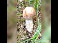 Прекрасний ліс! Гриби! Beautiful forest! Mushrooms! Прекрасный лес. Грибы