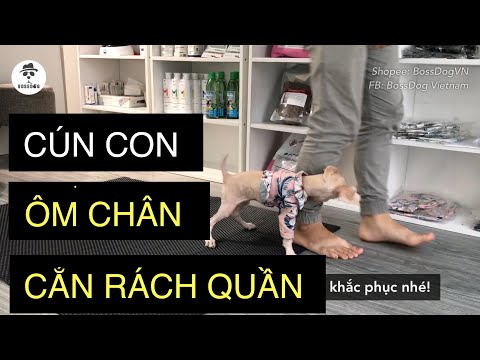 Chó con ÔM CHÂN - CẮN QUẦN tăng động | Cách huấn luyện chó cơ bản | BossDog