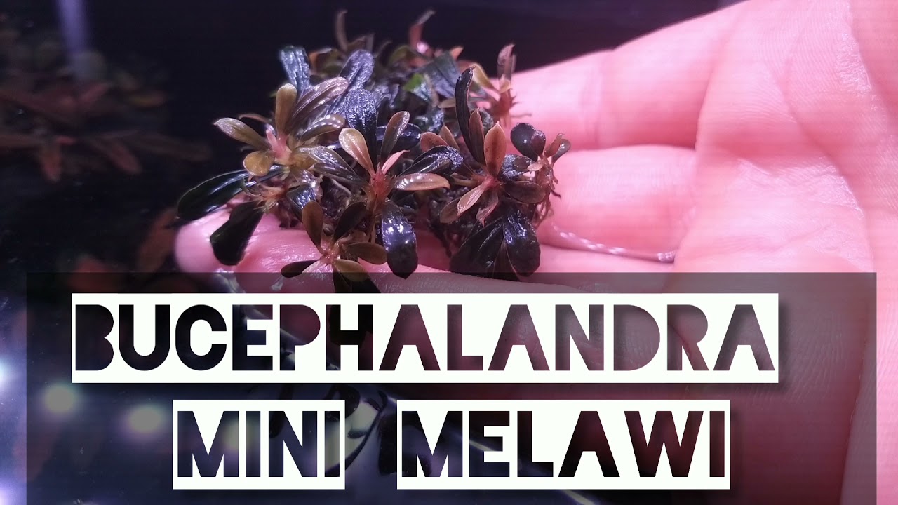 bucephalandra mini melawi 💚🤎🧡 - YouTube