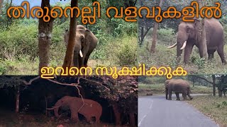 Wild Elephant in Thirunelli Temple Road/Thirunelli Forest Elephant Crossing