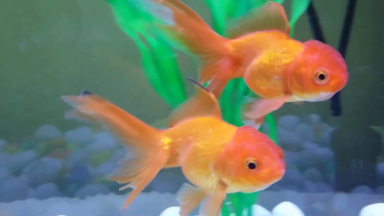 Fish Compatible With Goldfish Chart