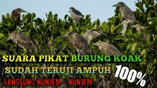 Suara  burung koak malam sudah teruji ampuh