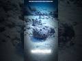 The Deadliest Fish on Earth #science #stonefish #shorts