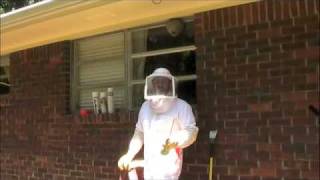 Bald Faced Hornet Nest Control and Removal https://bugspray.com/article/wasp