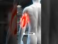 Why Your Arms Look Small From the Back (Fix This)