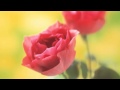 【作業用・勉強用BGM】落ち着きを取り戻し緊張を和らげる。リラックスピアノ曲集02(１時間)