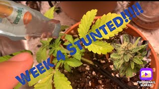 Apartment Grow Update Week 4!!!! Stunted growth;(