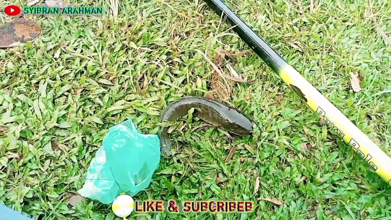 casting gabus joran melengkung, , joran melengkung hebat, casting ikan gabus monster