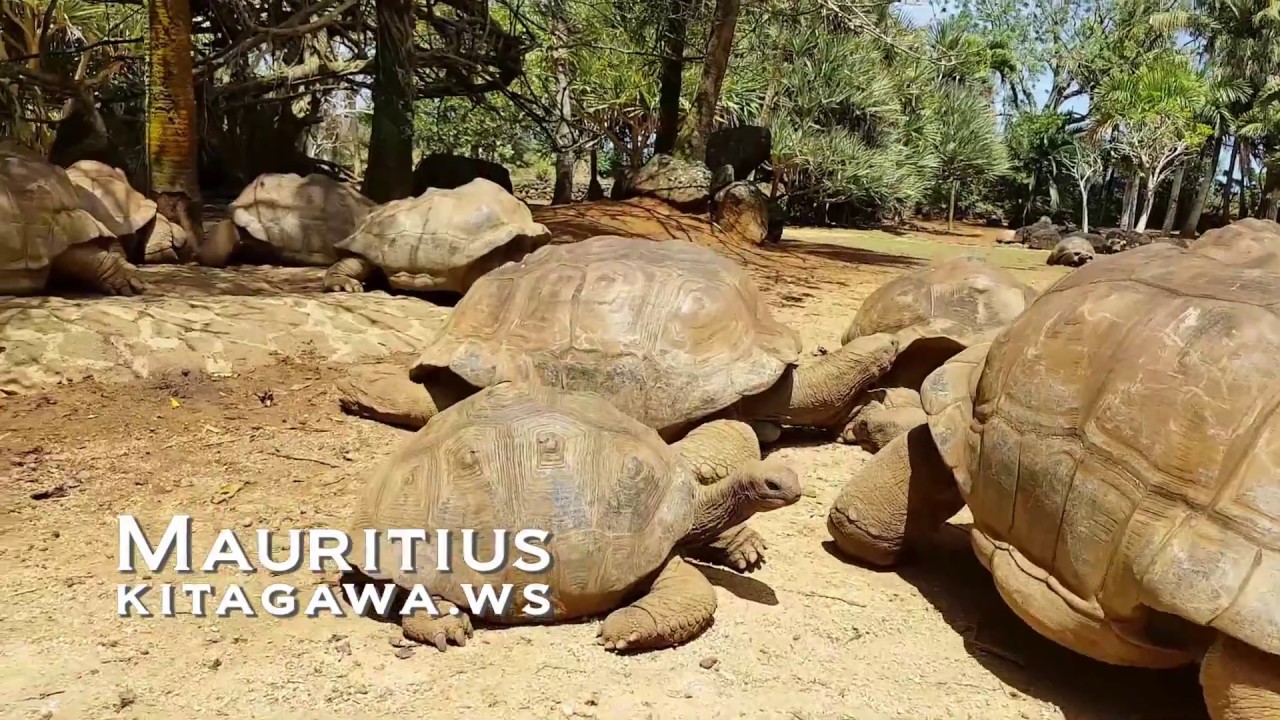 アルダブラゾウガメと遊べる動物園 La Vanille Nature Park モーリシャス旅行記 Kitagawa Ws アルダブラゾウガメと遊べる動物園 La Vanille Nature Park モーリシャス旅行記 Kitagawa Ws