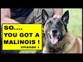 So You Got a Malinois Working Dog - episode 1 - Dog Training Video