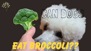 BROCCOLI FUN FACTS - CAN DOGS EAT BROCCOLI?