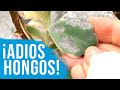 ELIMINA LOS HONGOS DE TUS SUCULENTAS Y CACTUS  │ HAZLO EN CASA