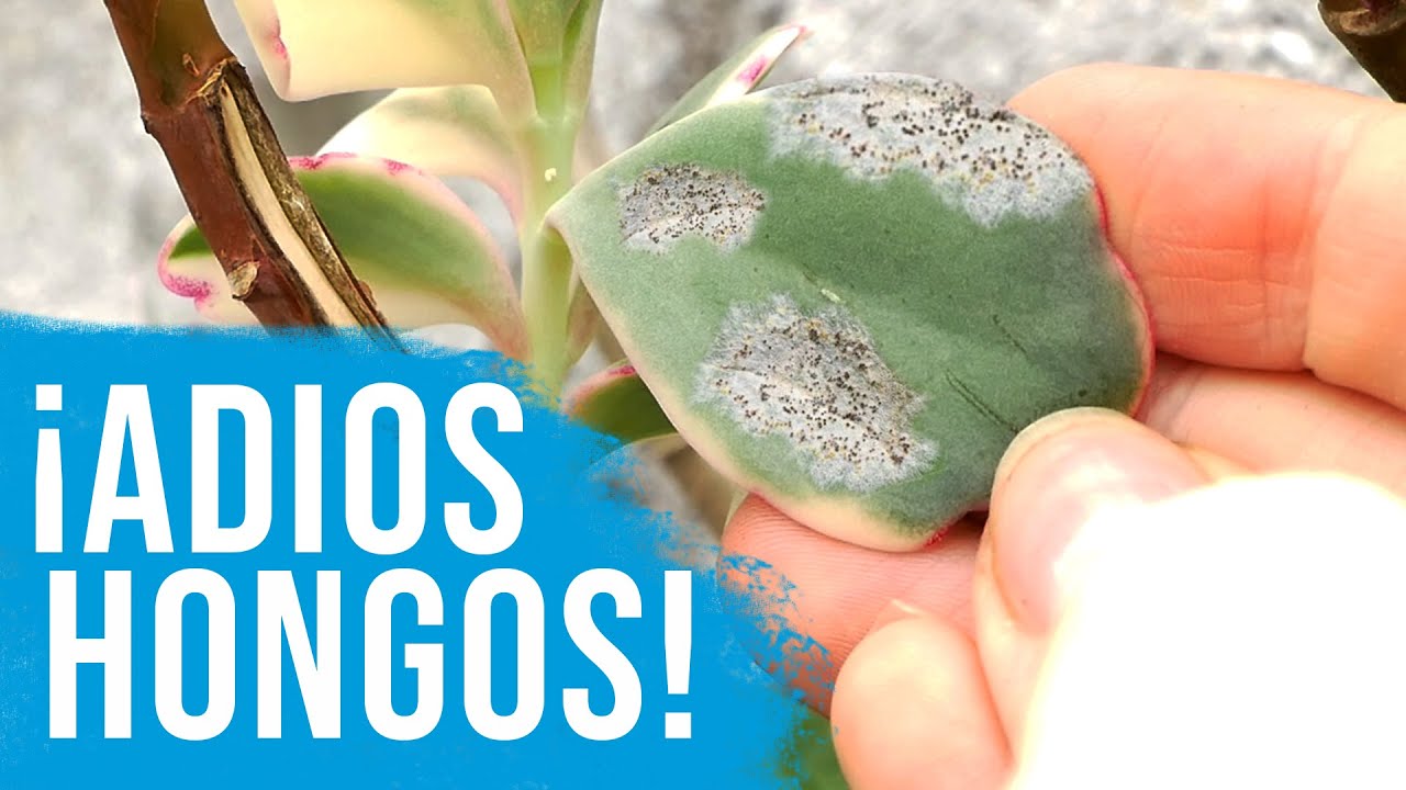 ELIMINA LOS HONGOS DE TUS SUCULENTAS Y CACTUS  │ HAZLO EN CASA