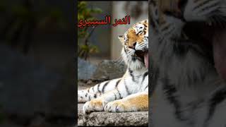 أقوى حيوانات العالم ️ #حيوانات #animals